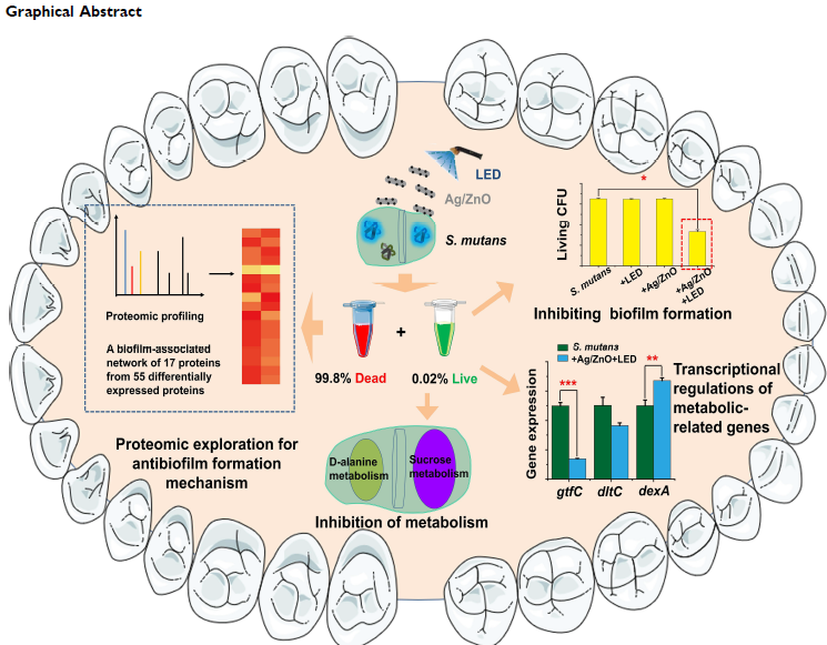 RBResearchTeam's tweet image. Synergistic therapy able to destroyed the majority of bacteria such as Streptococcus mutans and prevented the remaining bacteria from developing biofilms. (Jiang et al., 2021)

Source: doi.org/10.2147/IJN.S3…
SHARED BY: Alif Haikal Elias