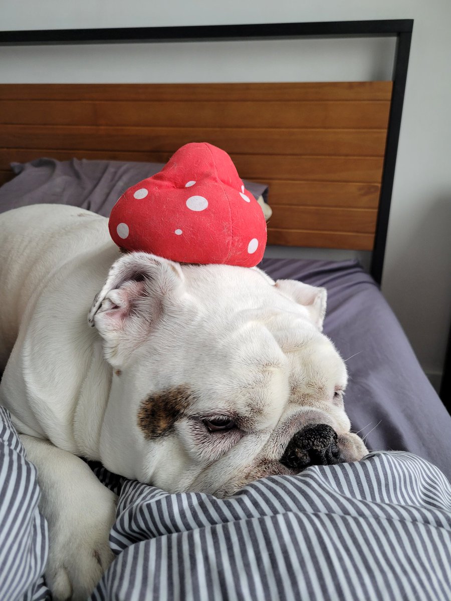 Jennifrah's tweet image. Gerald wearing his mushroom toy on his head is basically the mood of Ontario right now