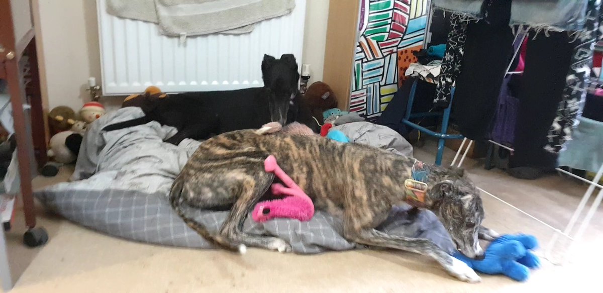 Curlyfeet's tweet photo. Greaves has a little brother, having decided being an only hound was a little lonely. Moby is starting to settle in. We will always miss Major, but he wouldn't have wanted Greaves to be on his own. 🐾🐾 https://t.co/4x8GPflV28