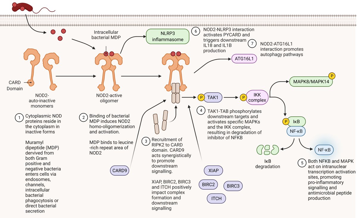 Delighted to see this published <a href="/IBDJournals/">IBDJournal & CC360</a>, merging WES + RNAseq -> impact of variants in multiple genes

Deleterious variation in the NOD-pathway reduces NFKB-transcription and upregulates alternative inflammatory transcripts in Pediatric #IBD  

academic.oup.com/ibdjournal/adv…