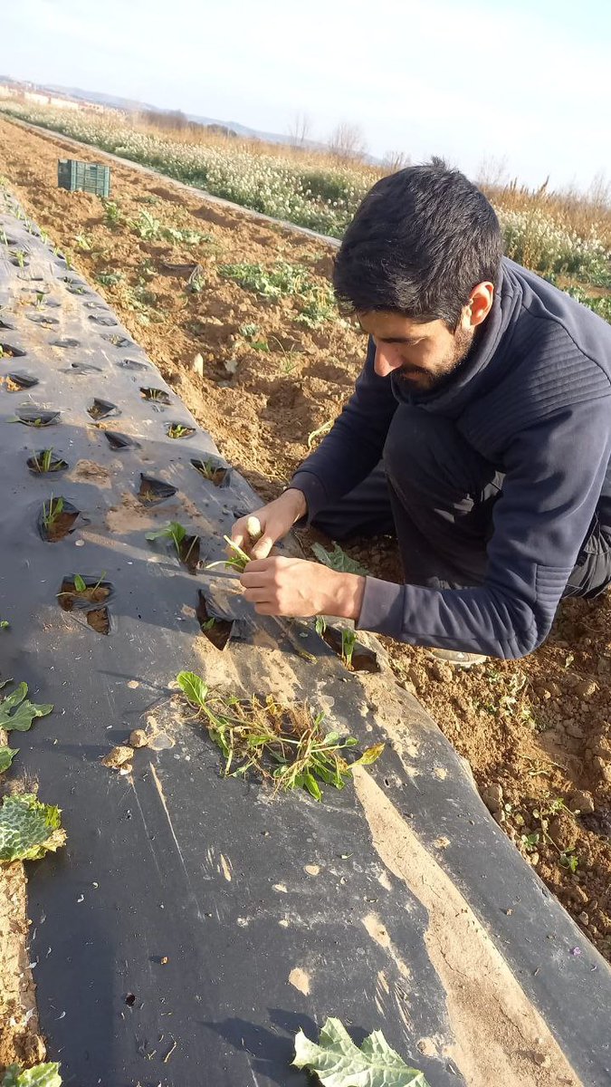 Plantando acelgas para la prima Vera