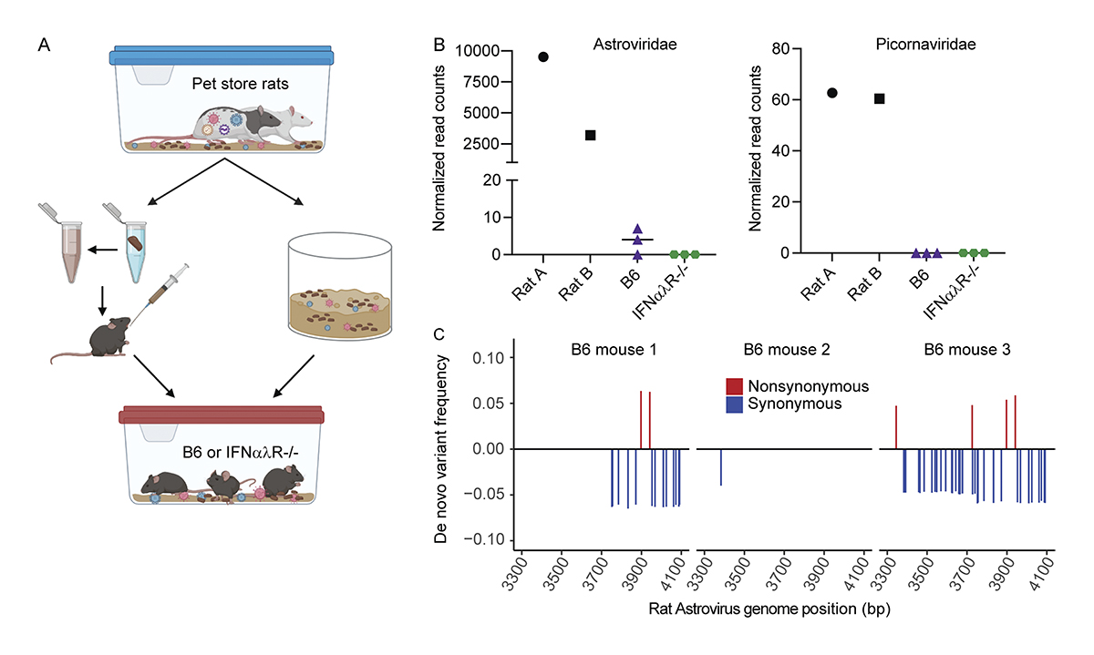 Journal of Experimental Medicine (@jexpmed) on Twitter photo .<a href="/lizfay20/">Liz Fay</a>, <a href="/keirballa/">Keir Balla</a>, <a href="/ShanleyRoach/">Shanley “Stan” Roach</a>, @AFranOfScience, <a href="/ElEarlyBird/">Nels Elde</a> <a href="/LangloisLab/">Ryan Langlois</a> et al bridge natural & experimental systems to study real-time viral transmission dynamics within & btwn hosts, identify novel viruses, and infer virus–pathogen relationships bit.ly/3sYrE5P .<a href="/lizfay20/">Liz Fay</a>, <a href="/keirballa/">Keir Balla</a>, <a href="/ShanleyRoach/">Shanley “Stan” Roach</a>, @AFranOfScience, <a href="/ElEarlyBird/">Nels Elde</a> <a href="/LangloisLab/">Ryan Langlois</a> et al bridge natural & experimental systems to study real-time viral transmission dynamics within & btwn hosts, identify novel viruses, and infer virus–pathogen relationships bit.ly/3sYrE5P