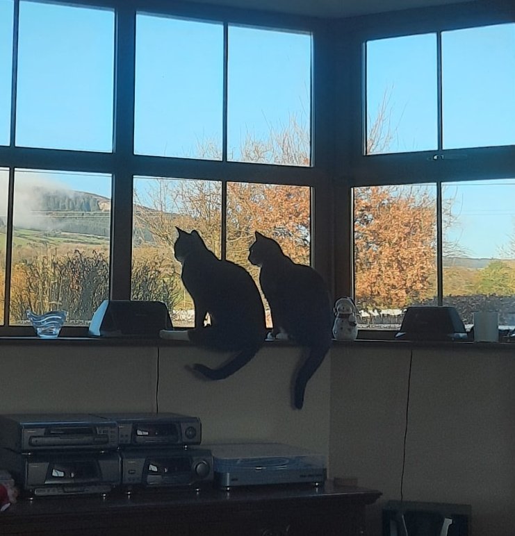 DeirdreQuaid's tweet photo. 2/2 I only had Fish and Chups for a little under 2 years but I love them endlessly. I struggle with the grief and guilt of losing them both. I am so grateful for every memory, but devastated that our time together was so brief. Perhaps they are watching over Fluffybutt for me💖💖 https://t.co/LymJQRNhPG