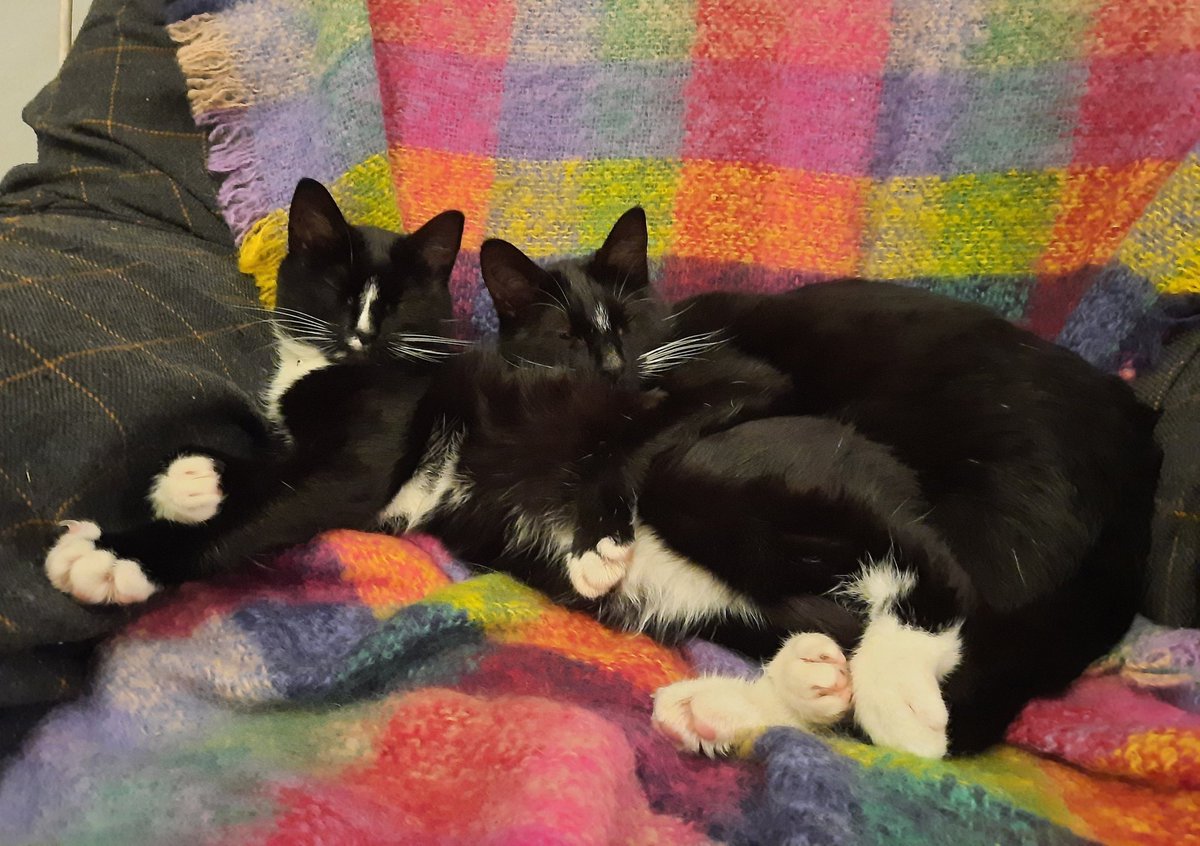 DeirdreQuaid's tweet photo. 2/2 I only had Fish and Chups for a little under 2 years but I love them endlessly. I struggle with the grief and guilt of losing them both. I am so grateful for every memory, but devastated that our time together was so brief. Perhaps they are watching over Fluffybutt for me💖💖 https://t.co/LymJQRNhPG