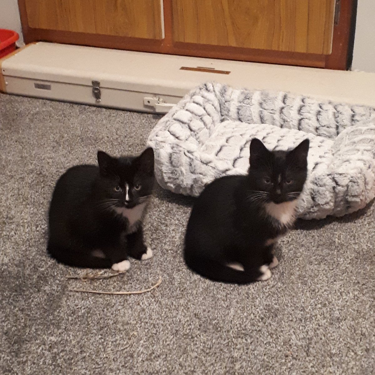 DeirdreQuaid's tweet photo. 2/2 I only had Fish and Chups for a little under 2 years but I love them endlessly. I struggle with the grief and guilt of losing them both. I am so grateful for every memory, but devastated that our time together was so brief. Perhaps they are watching over Fluffybutt for me💖💖 https://t.co/LymJQRNhPG