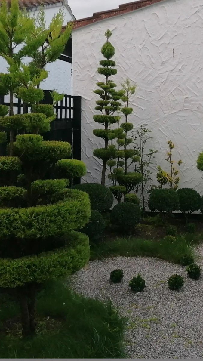 topiarycatblack's tweet photo. Topiary #topiary #gardening #photographer  #nature #GardeningTwitter https://t.co/CL956UapUs