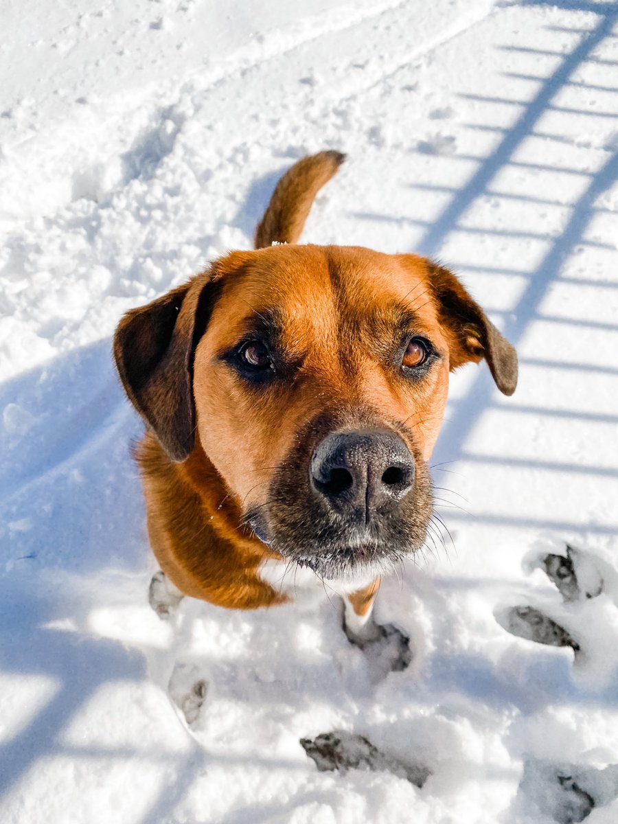 kaileymcd's tweet photo. Please enjoy these beautiful pics of #NalaTheDog in the snow ❄️🥰 https://t.co/pUtOZb4AqJ
