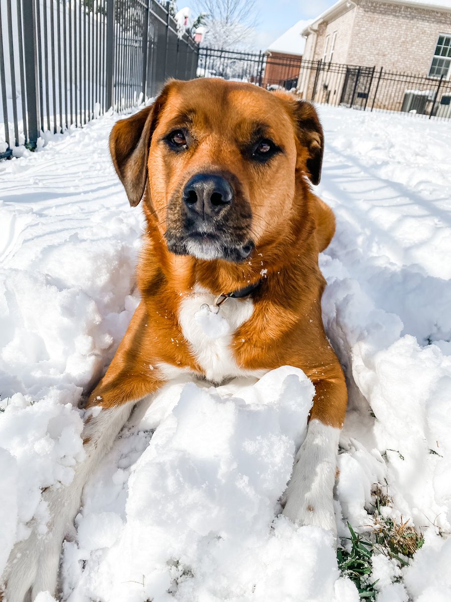 kaileymcd's tweet photo. Please enjoy these beautiful pics of #NalaTheDog in the snow ❄️🥰 https://t.co/pUtOZb4AqJ