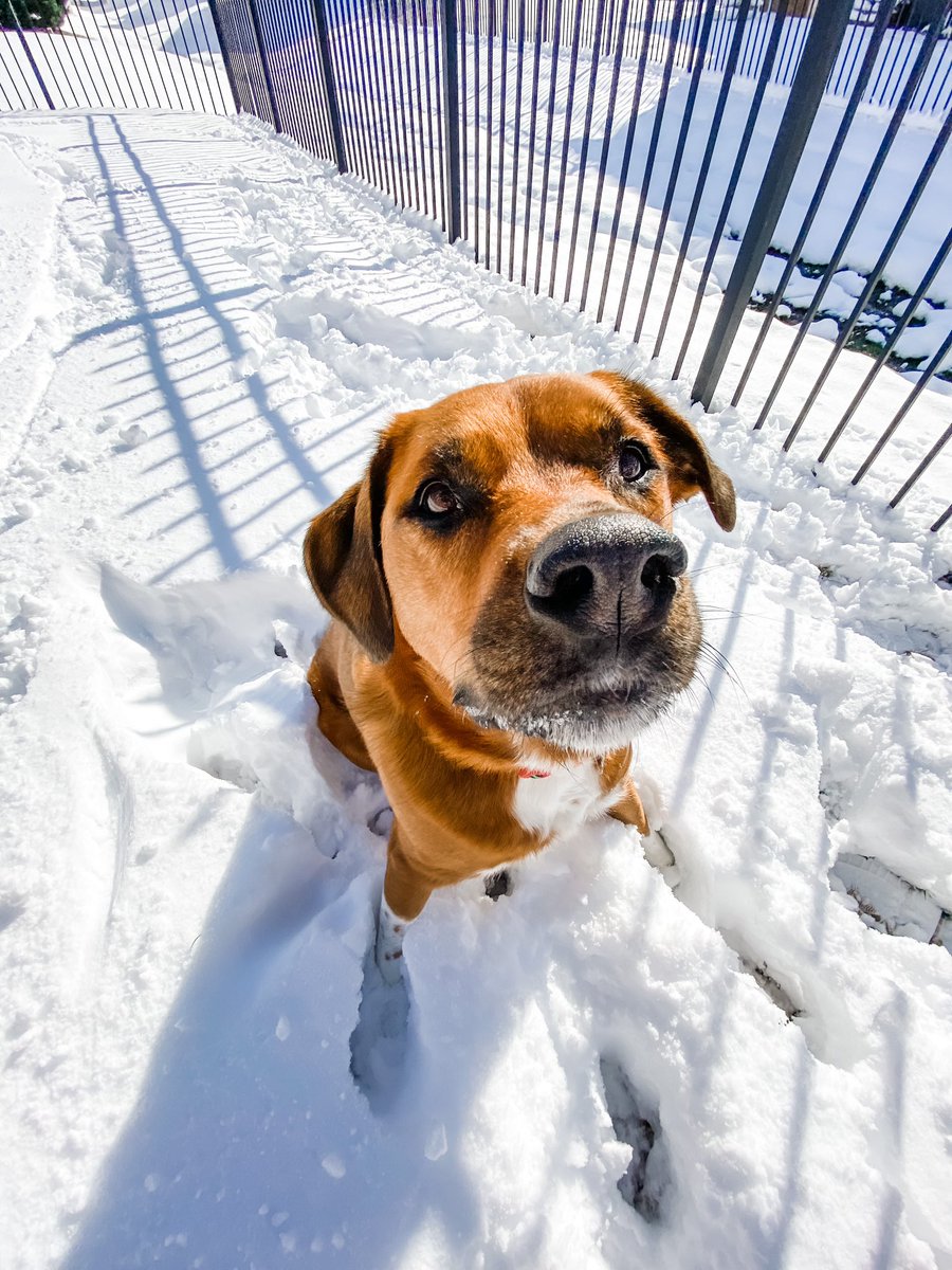 kaileymcd's tweet photo. Please enjoy these beautiful pics of #NalaTheDog in the snow ❄️🥰 https://t.co/pUtOZb4AqJ