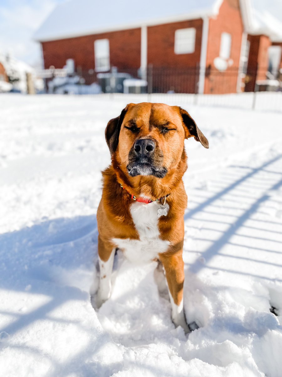 kaileymcd's tweet photo. Please enjoy these beautiful pics of #NalaTheDog in the snow ❄️🥰 https://t.co/pUtOZb4AqJ