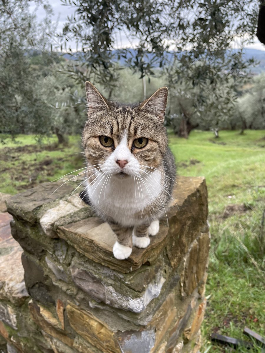 Found her during my first Tuscan stroll of the year in Settignano, near #Florence. It so happens that her expression exactly mirrors my feelings toward 2022 #CatsOfTwitter
