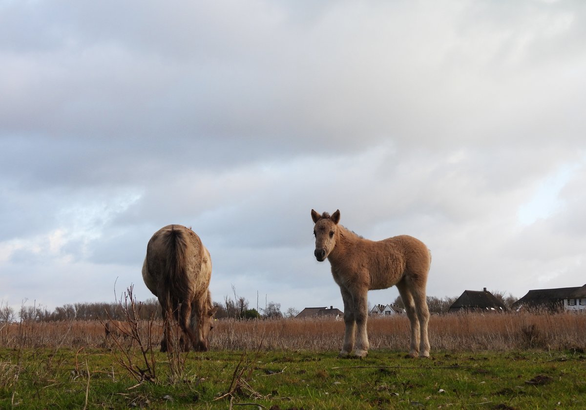 Kittydabunik's tweet photo. en tuurlijk ok ff bij de peerde weze kieke, dn #hengst ston te zuupe, die had bliekbaar dorst gekrege van al ut harde werk, #merrie met #veulen stonde dr #fotogeniek bij, dn kleine knabbelt ekkus oan ma dr oor, hoe #schattig kuj ut hebbe 😄 https://t.co/Jjdhd9AGhK