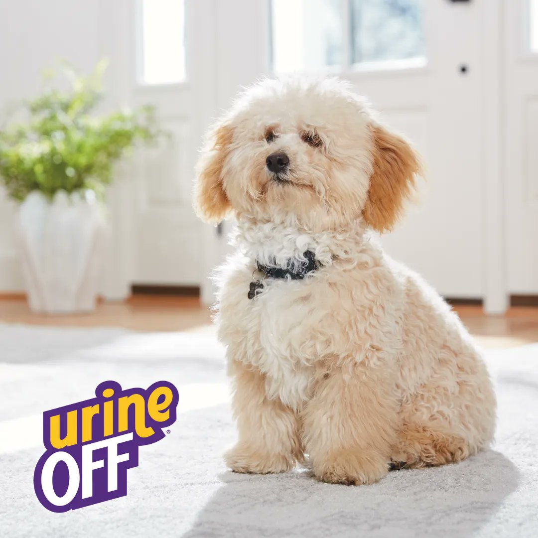 Urine Off Pet Products tweet media