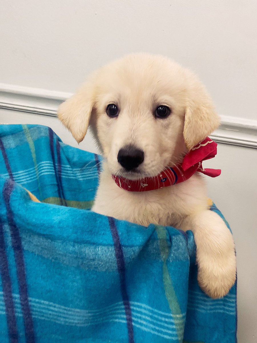 LexingtonHumane's tweet photo. LHS is saddened to hear of Betty White's passing. Betty was a true friend to all animals. What better way to honor her than by naming this sweet pup after her? Our Betty White is an 8-week-old Great Pyrenees mix, who, like her namesake, is sweet, loyal, &amp; has a true heart of gold https://t.co/SlrigcqHgZ