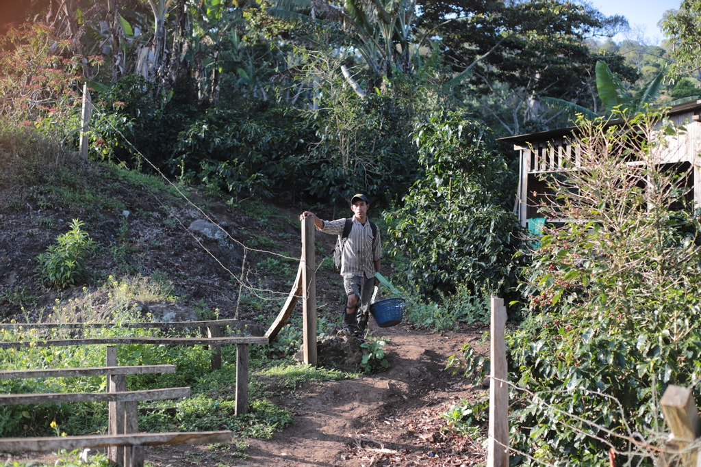 Wize Tea tweet media