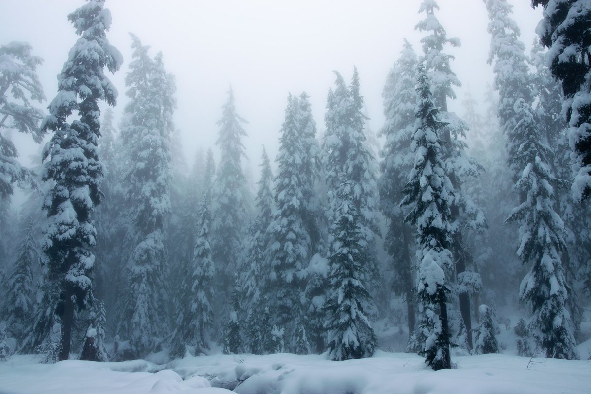 ShonPurdy's tweet image. a tale of four seasons