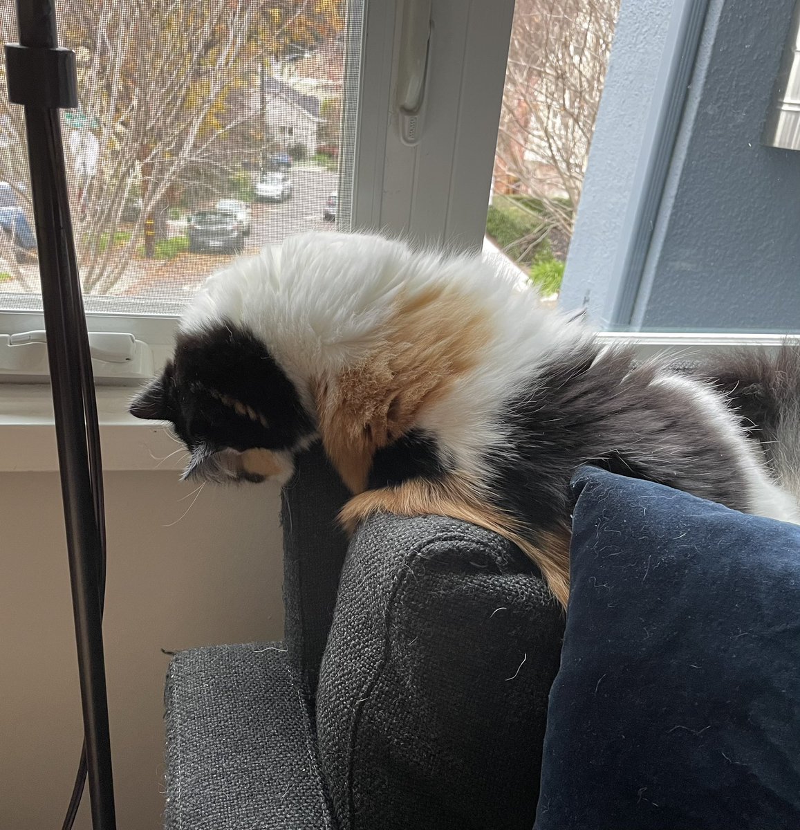 PolyRainbowCat's tweet photo. I’m lyk tha heetur. Itis worm https://t.co/p5bGZF2ip0