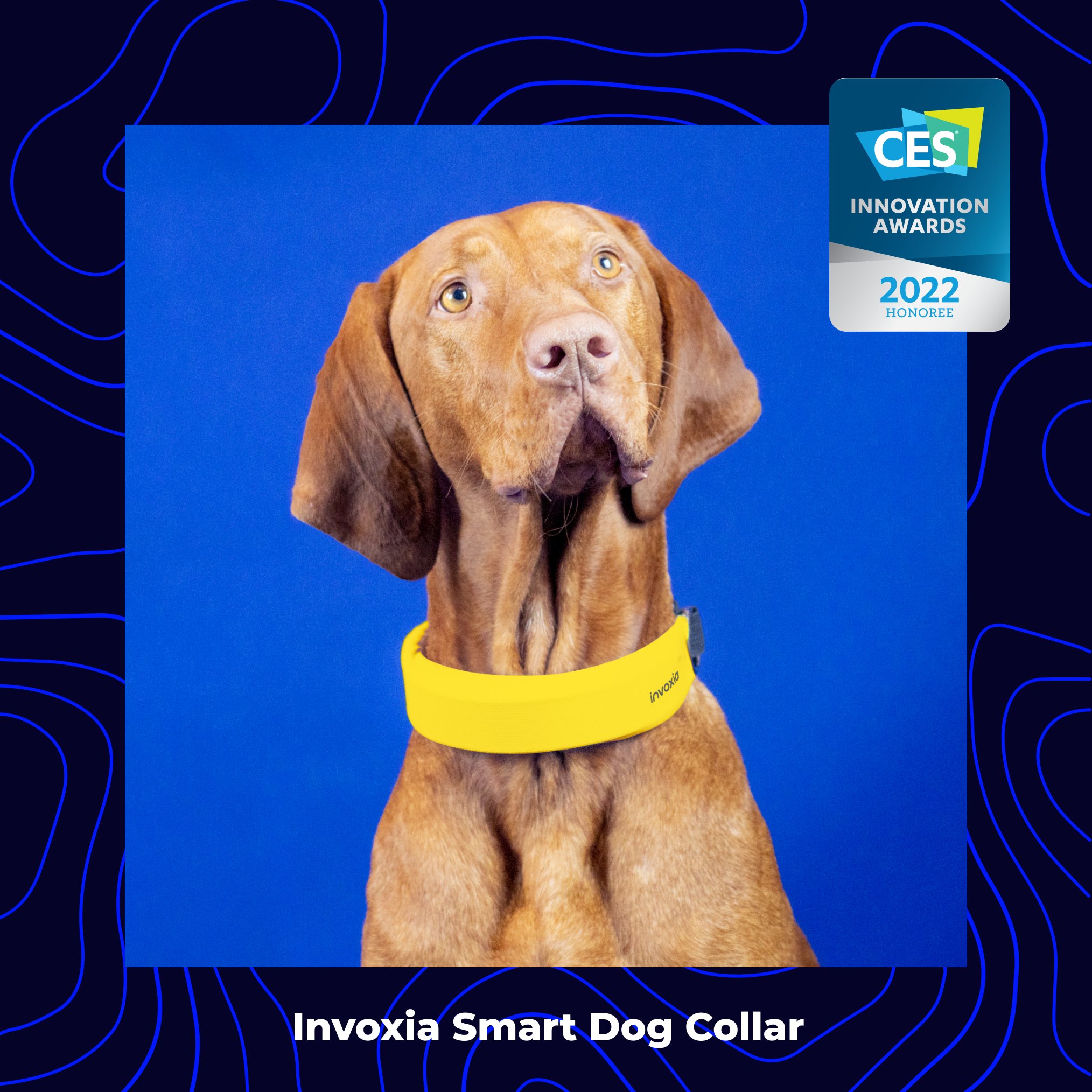 invoxia's smart dog collar lets you track your pet's vitals