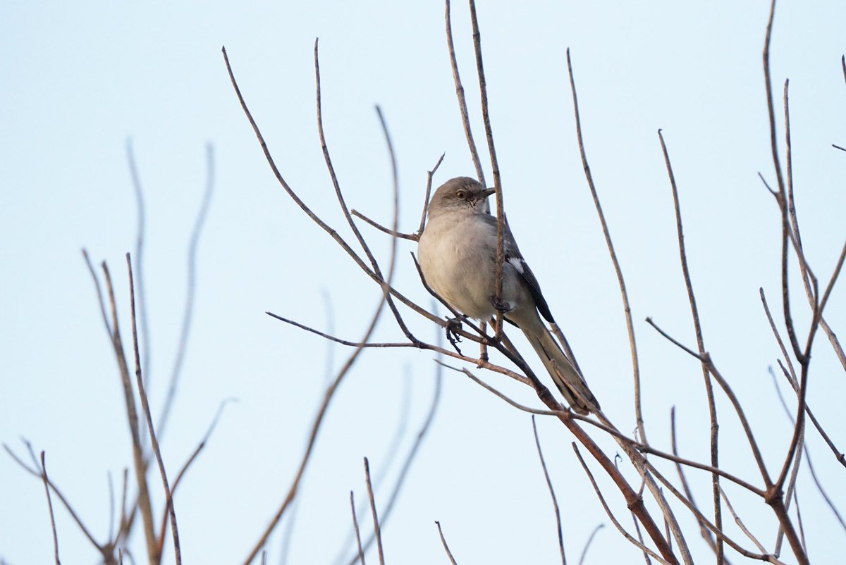 ourlynne's tweet photo. Mockingbird enjoying the rising sun on an icy morning and staring into my soul with that single eye 👀 #birdwatching #birdphotography #NaturePhotography #yolocounty #cachecreek #mockingbird https://t.co/b270mp6Erp