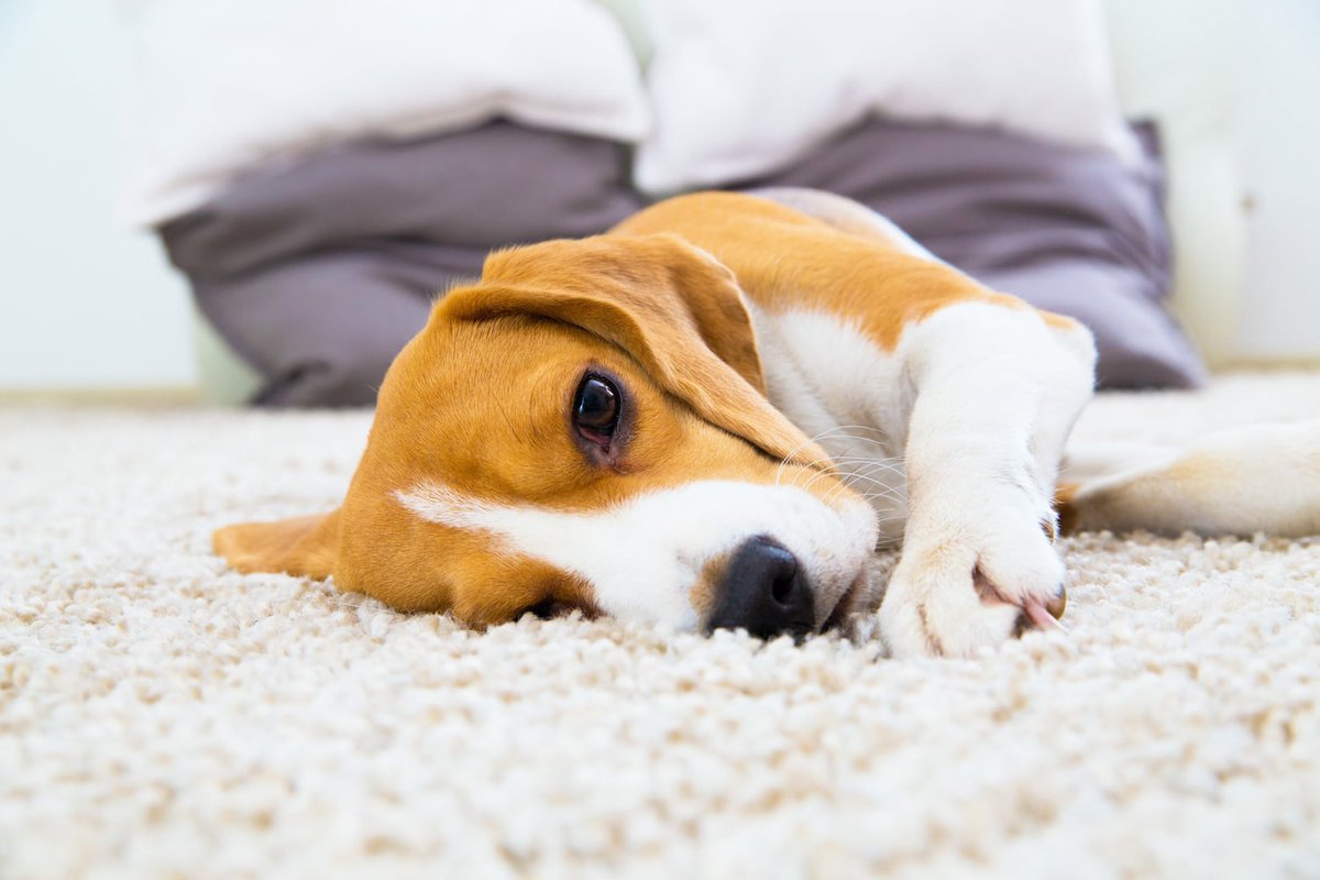 InspireRealtyNC's tweet photo. Follow these steps for fresh and clean carpets in your home. #carpetcleaning #cleaninghack  https://t.co/R1HbBWiED7 https://t.co/j5XAUqFCmz