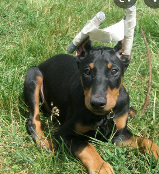 JoPerryAuthor's tweet photo. This cruel, unnecessary practice should have ended long ago. Shocked to see photos of "cute" dogs in bandages after ear cropping today on Facebook. #StopCropping
If this practice isn't painful, then what is?
https://t.co/Z2e1RBRK8E https://t.co/KgtpzrIln9