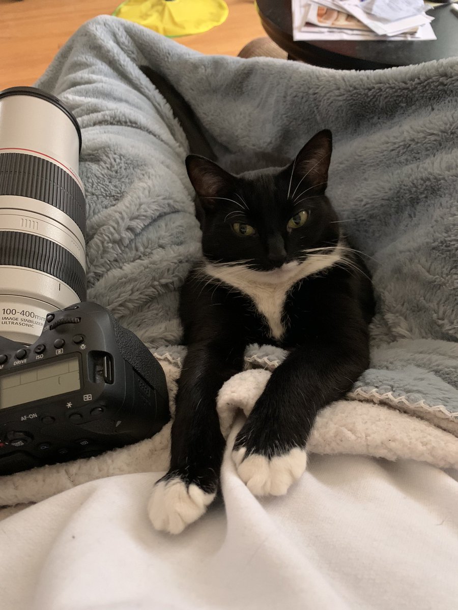 CarolHopke's tweet photo. No work today (New Year’s Day observance). So cuddles w/ my sweet Finley, taking pictures and watching #harrypotterreunion is the agenda for the day. Yes I did tear up watching the reunion. I love the HP movies! ❤️ https://t.co/XEMT9fscIi