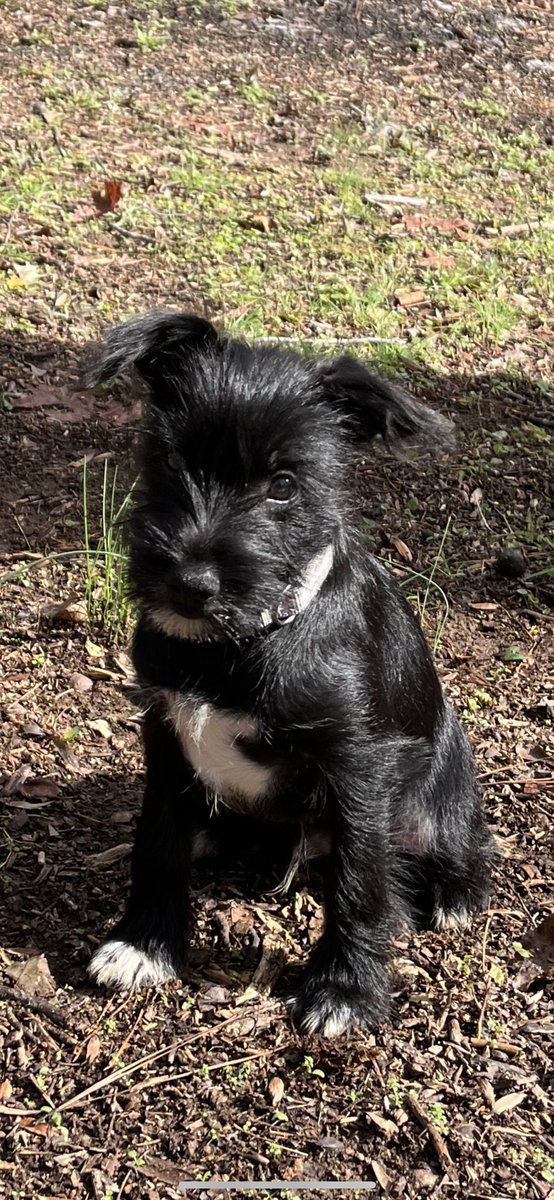 ApolloLovesFun's tweet image. Hi! I’m Apollo, the goodest boy! This is a shameless thirst trap for more followers (Frens) 😩🐶😩 Please blame my Hoos. They are handling my PR for now. #SchnauzerGang #dogsoftwitter