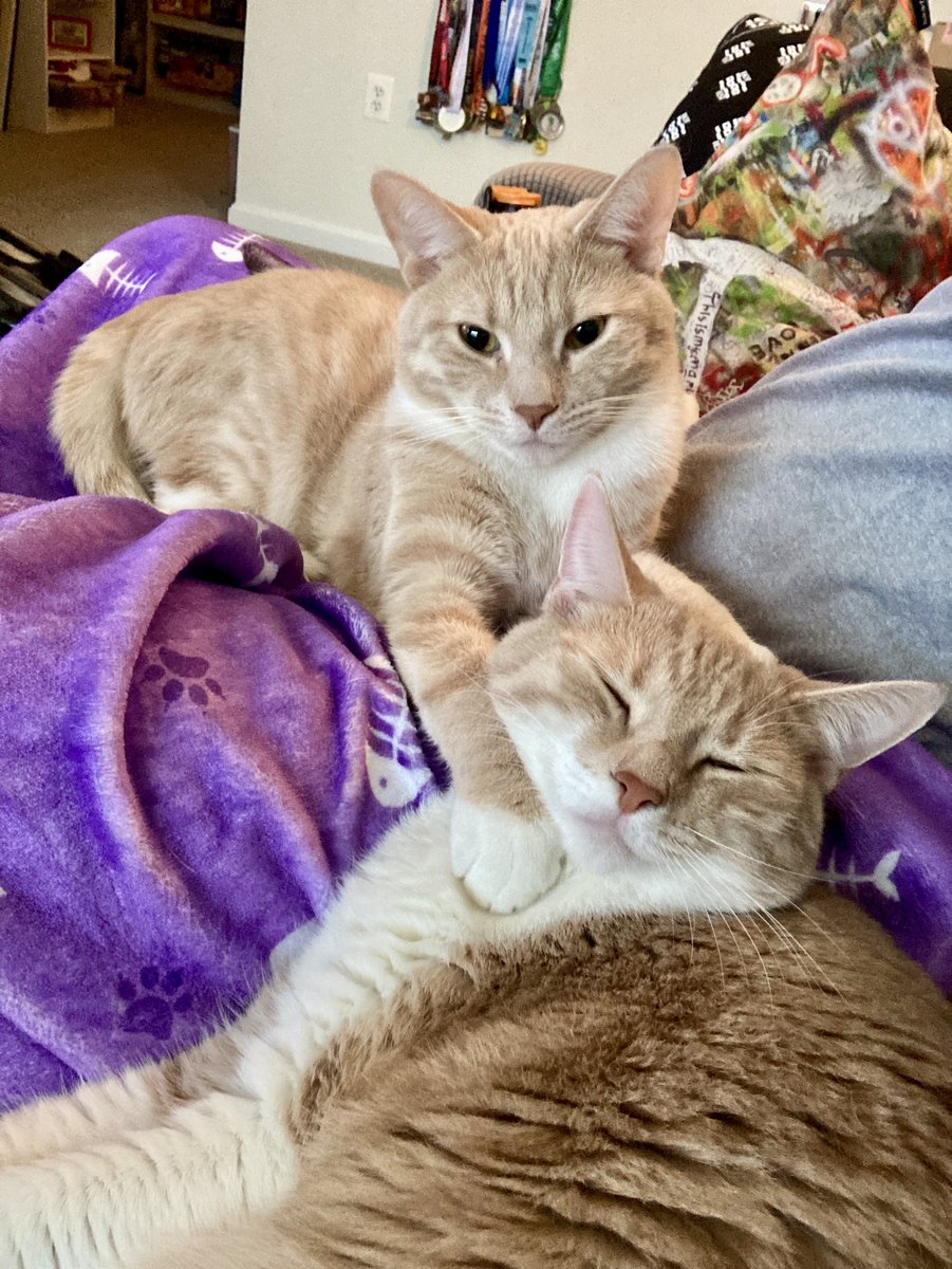 cularRMHS's tweet photo. Roo and Riot have been enjoying this snow day. I hope you have, too! https://t.co/nYsySQbuna