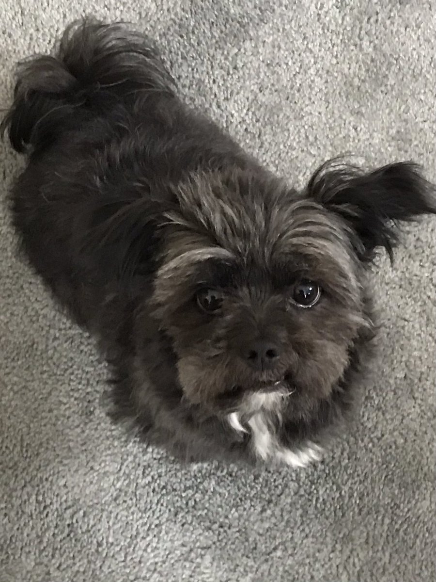 racedayrocks's tweet photo. @peace1 I rescued this 6yo guy last year. Was returned twice because he was too high maintenance. All he wants is attention and love. Been great so far https://t.co/SemnN8ODnh