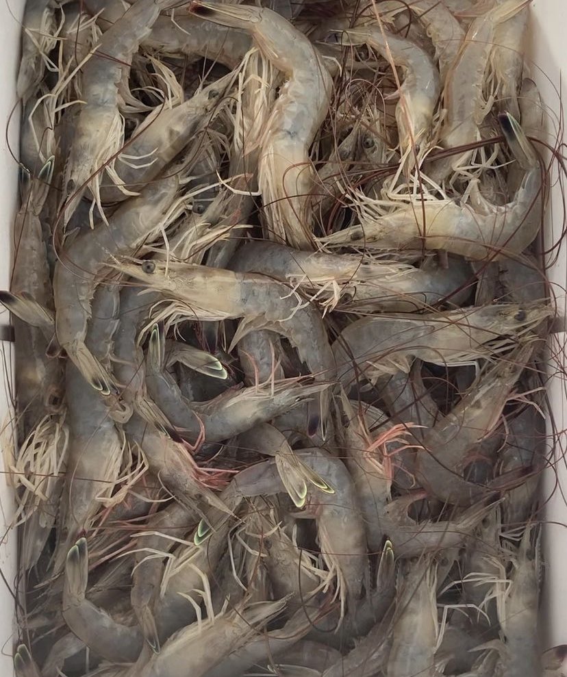 Shrimping has never been easier since Fitec’s deepwater tape net hit the market. Available at your local dealer and castnets.com