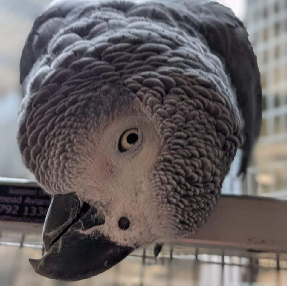 ‼Visitor Notice‼

Thank you to everyone who has visited us over the Christmas Holidays! We'd like to remind everyone that, beginning tomorrow, we are CLOSED on weekdays moving forward. We are still open on weekends throughout January.