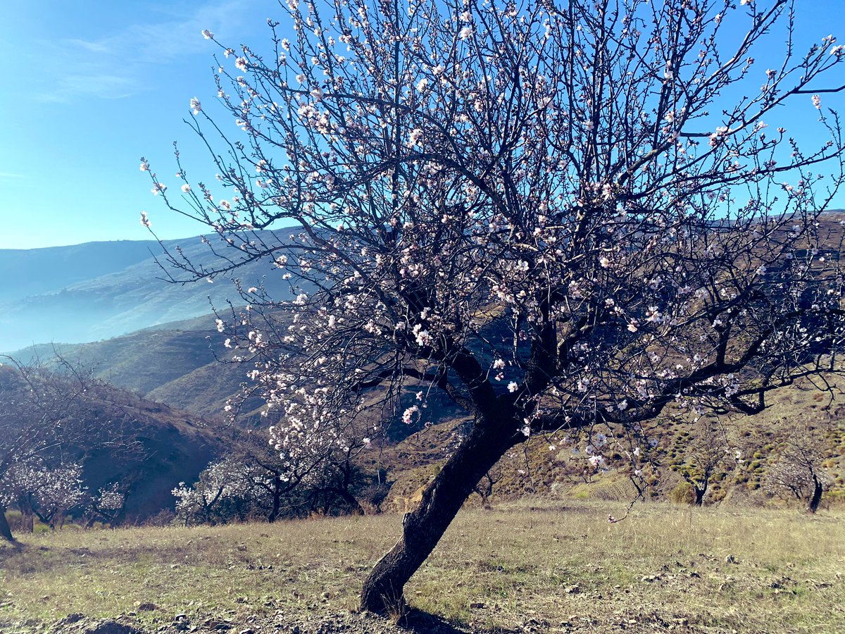 Granaino_lr's tweet photo. Mientras la costa lleva 5 jornadas con niebla y temperaturas “bajas” por encima de ellas la #Contraviesa se viste de blanco y rosa. La cara sur florece en todas las cotas #Albondón #CostaTropical #Primavera #Invierno #Almendros #Flor https://t.co/WVlwOPIjv7
