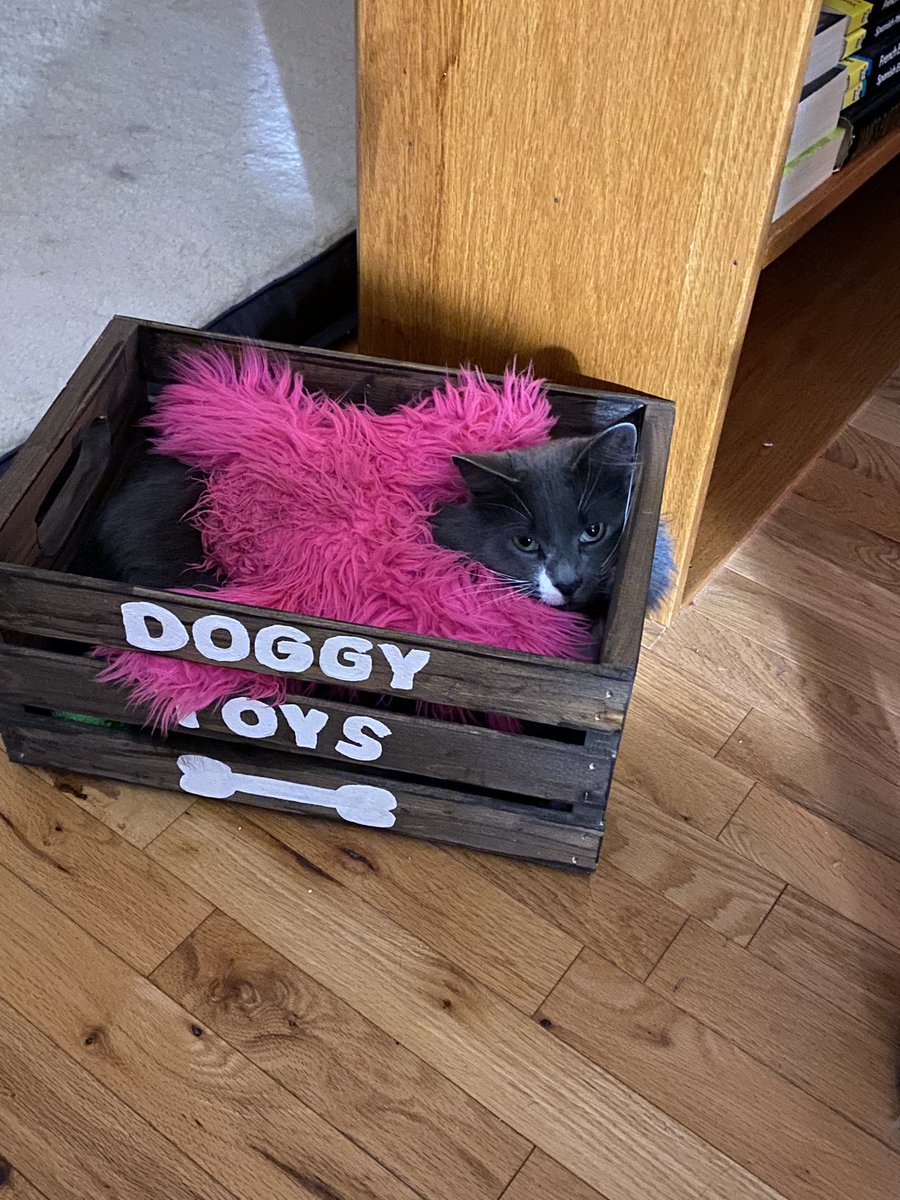 My cat Smokey in the dogs toy box 💕🐾