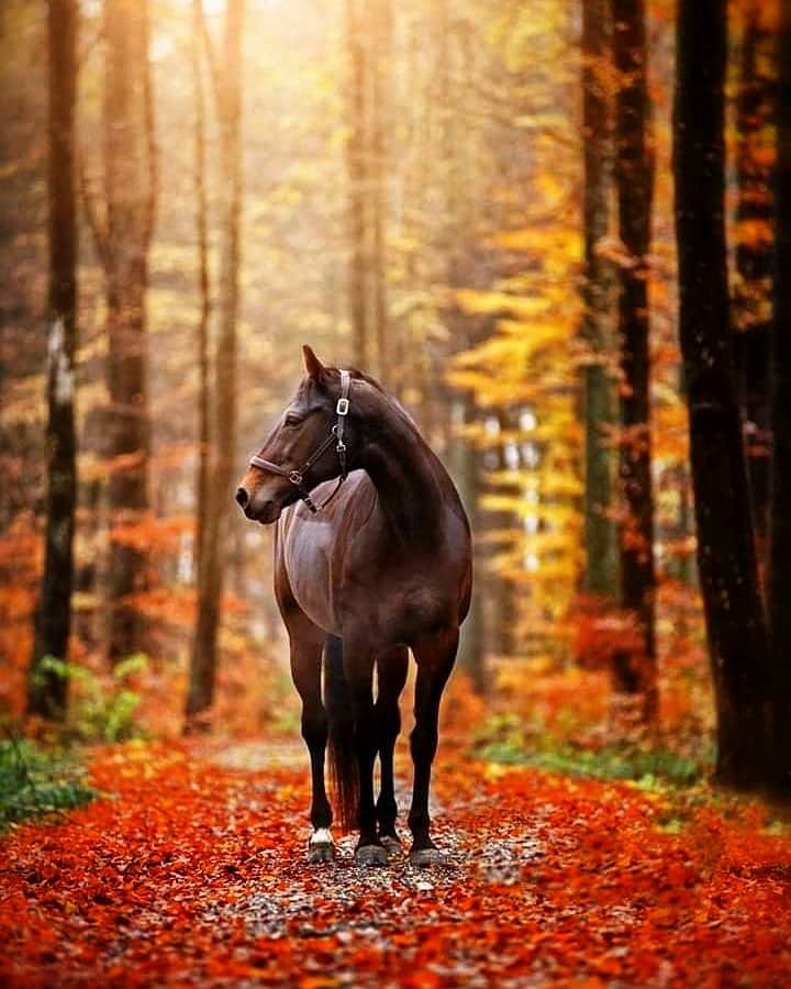 Emam1359's tweet image. #BeautifulHorses