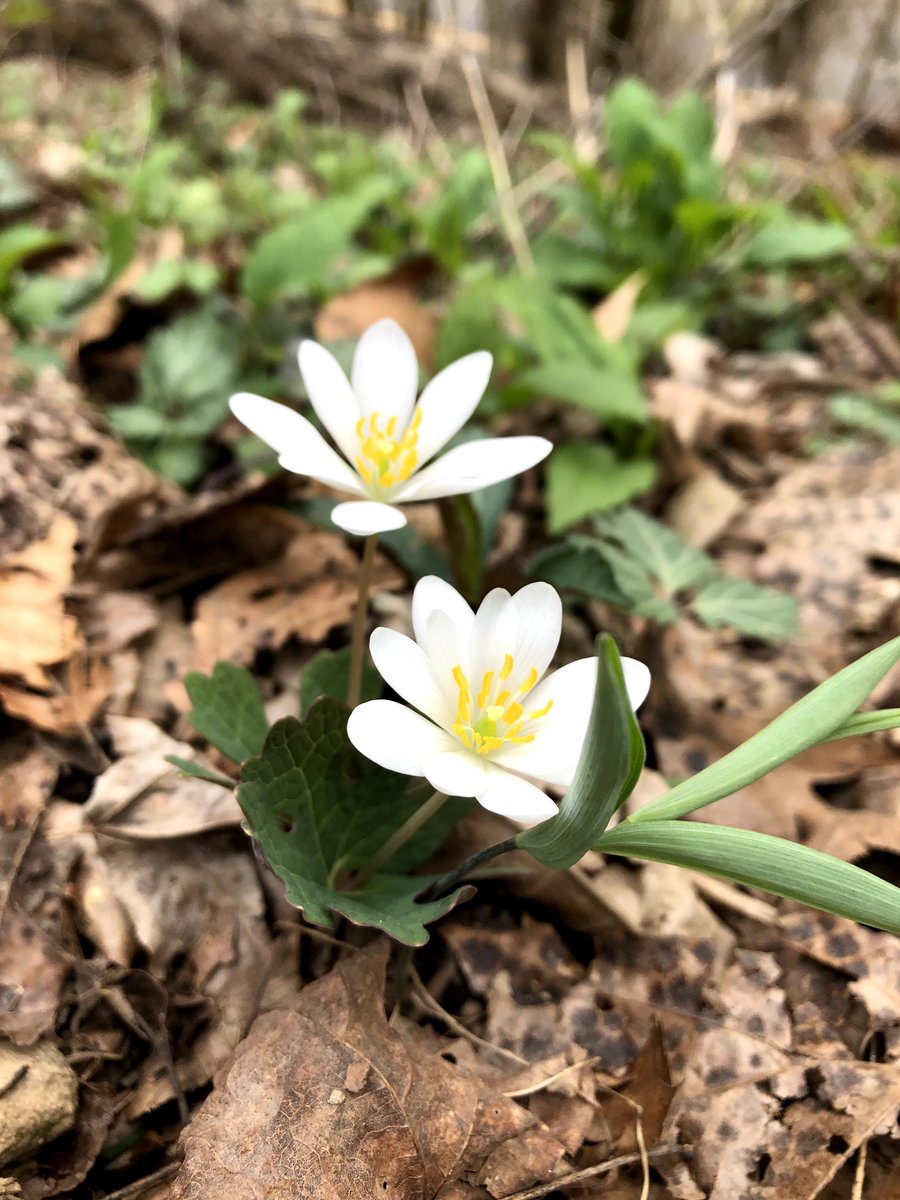WildflowerPilg's tweet photo. Rolling in to the New Year with snow on the ground here in Knoxville! Looking forward to the Spring Wildflower Pilgrimage, April 27-30, less than 4 months away. Look for the program around Feb. 1, and head to the SWFP website (link in the bio) for an update on Covid precautions. https://t.co/o4qo1CMyXD