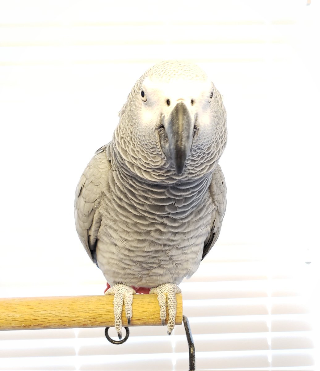 MaxTheMoluccan's tweet photo. I'm keeping a really close eye on the new year. Not sure if I can trust it yet especially after that 2021 thing.
#tychothegrey #2022newyear #parrotproblems https://t.co/vgkALxHYRg