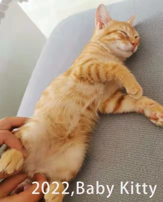 Baby Kitty Official tweet media