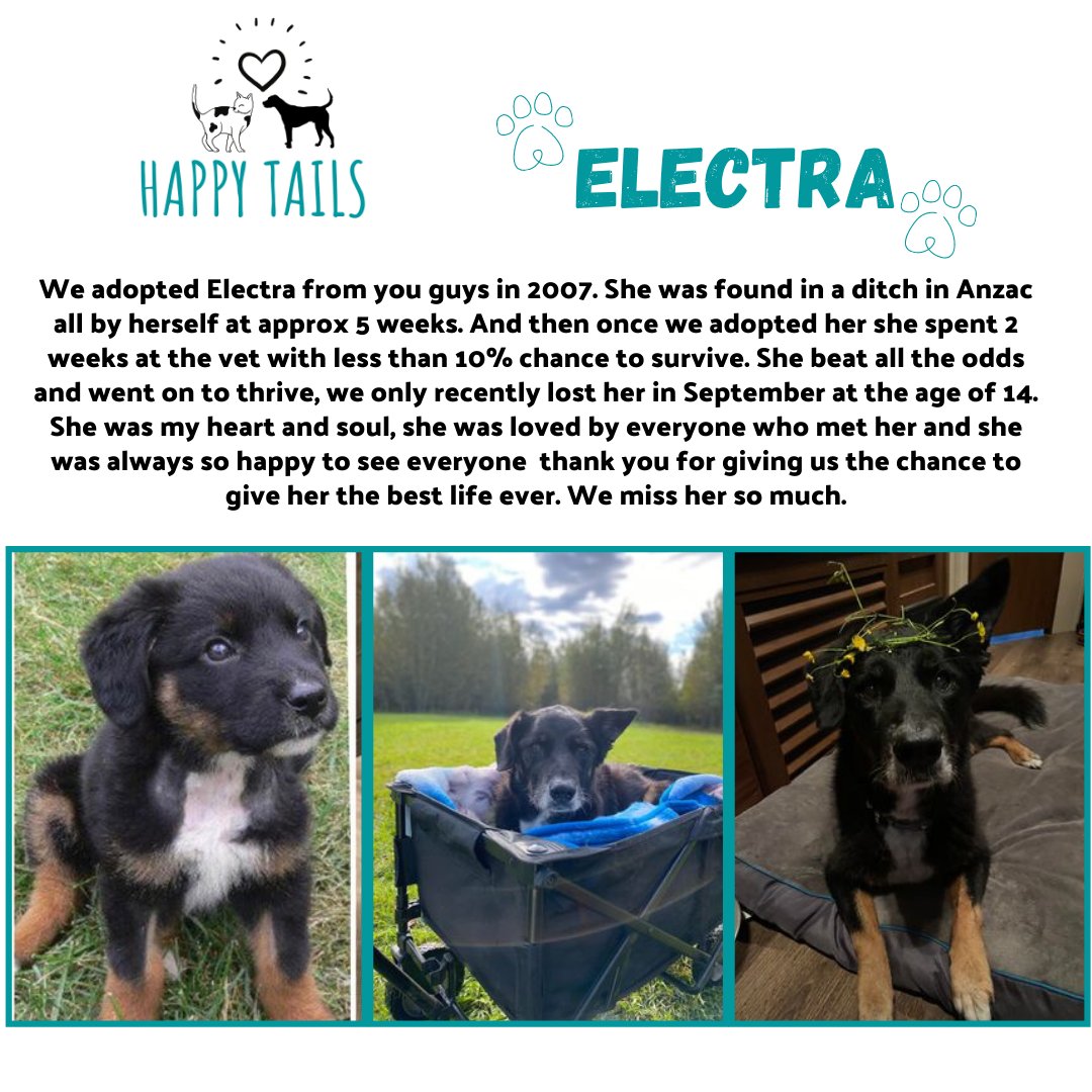 Here is another FMSPCA #HappyTail #ymm. Electra was well loved by Kayla and family and was truly a warrior. Thank you for giving her a long, loving life and for choosing #adoption! #AdoptionStory
