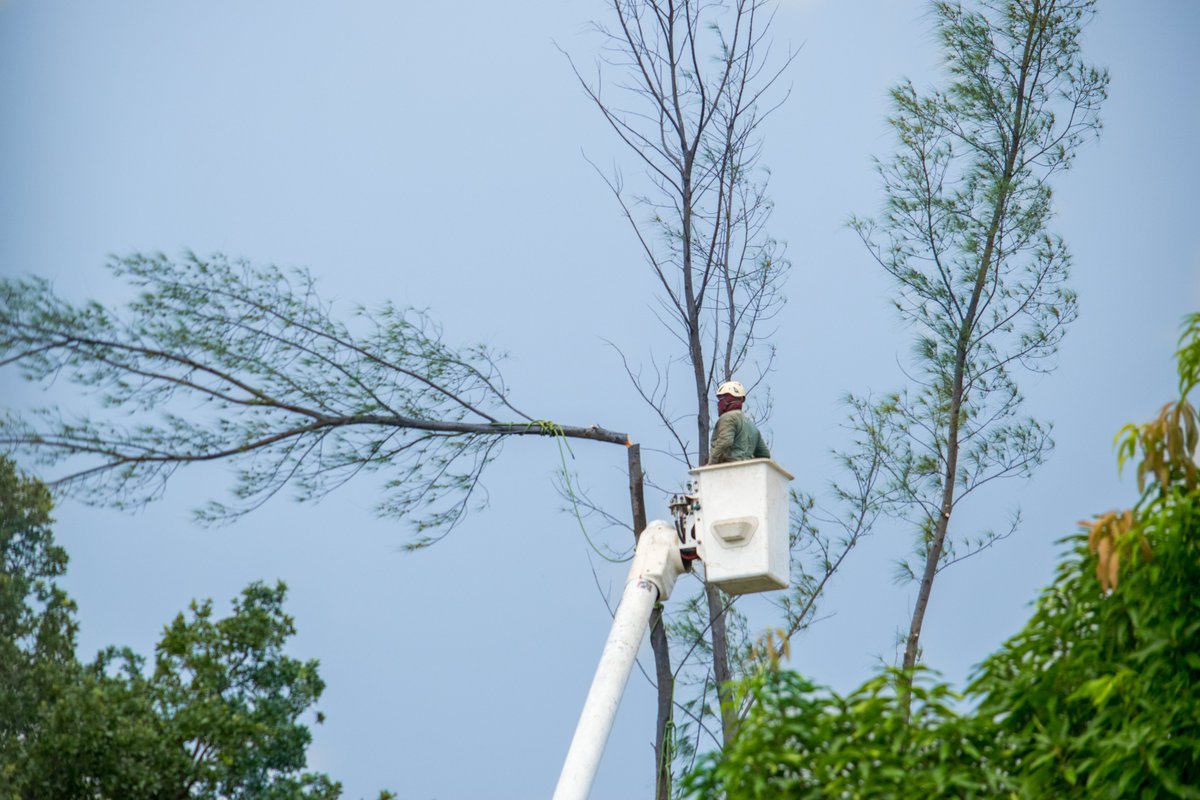 UMTreeService tweet picture