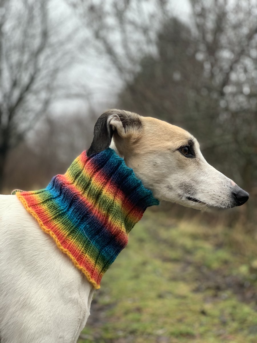 wildherbdogs's tweet photo. Rainbow Dog Greyhound Sighthound Snood https://t.co/njR8Lfs3gt 
#petclothing #snood #sighthound #greyhound #dog #pride https://t.co/kUoXpmO0K9