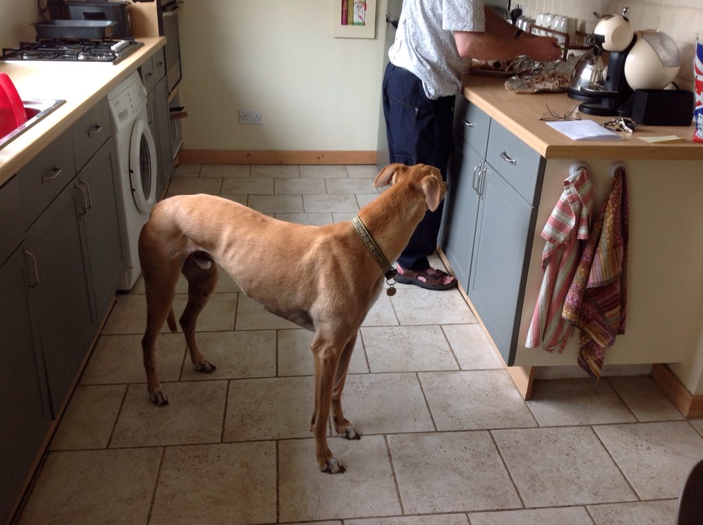 chrismosswire's tweet photo. My previous model was actually more efficient, clearing work-surfaces as well as floor, operating discretely and silently when humans were engaged elsewhere.
#missingturkey #canineninja https://t.co/JyZ8KaN5L5