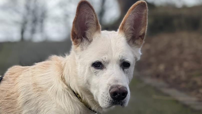 AdoptionsUk's tweet photo. Please retweet to help Zoe find a home #MANCHESTER #ENGLAND
German Shepherd Cross, aged 12. she settled well in a foster home, needs a forever home now. She would like to be the only pet in an adult home, please share
https://t.co/vXx9xG5FVPโฆ
#pets #dofs #DogsofTwittter https://t.co/h2RyKikPlF