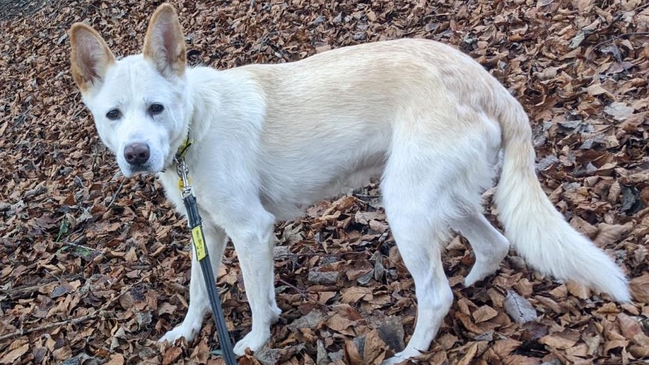 AdoptionsUk's tweet photo. Please retweet to help Zoe find a home #MANCHESTER #ENGLAND
German Shepherd Cross, aged 12. she settled well in a foster home, needs a forever home now. She would like to be the only pet in an adult home, please share
https://t.co/vXx9xG5FVPโฆ
#pets #dofs #DogsofTwittter https://t.co/h2RyKikPlF
