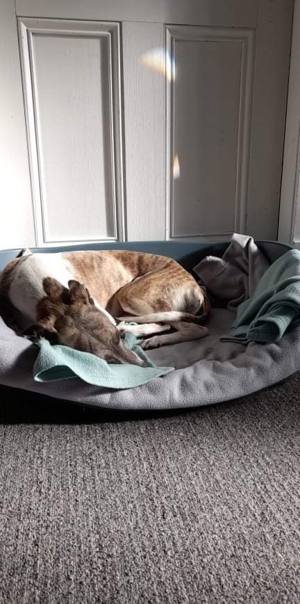 I love having a good snooze, that's why I made it my new year's resolution to do more of it...
#summer #NewYearResolution #NewZealand #DogsofTwittter #dogs