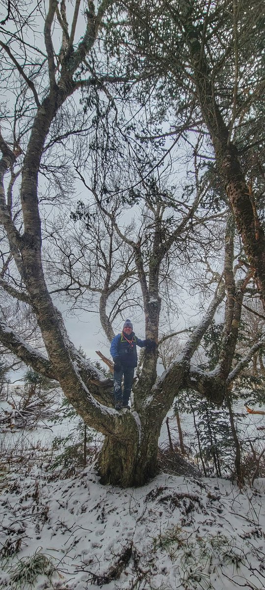 keepexploringCB's tweet photo. When it comes to attractions, trees always stand out π #trees #capebretonadventure #explorecbwinter #visitcapebreton https://t.co/nfEUIF7290