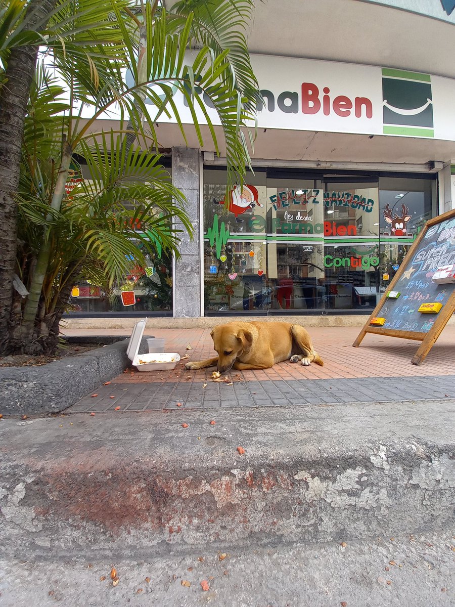 JhonPerruno's tweet photo. @FarmaMarquez @PeriodistaAlejo Heeey, no solo eso, también le damos una ración diaria a nuestros visitantes sin hogar 🐶🐶🐶 https://t.co/axppPggifA
