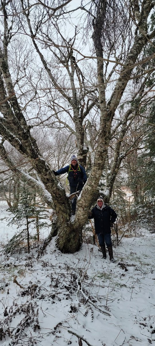keepexploringCB's tweet photo. When it comes to attractions, trees always stand out π #trees #capebretonadventure #explorecbwinter #visitcapebreton https://t.co/nfEUIF7290
