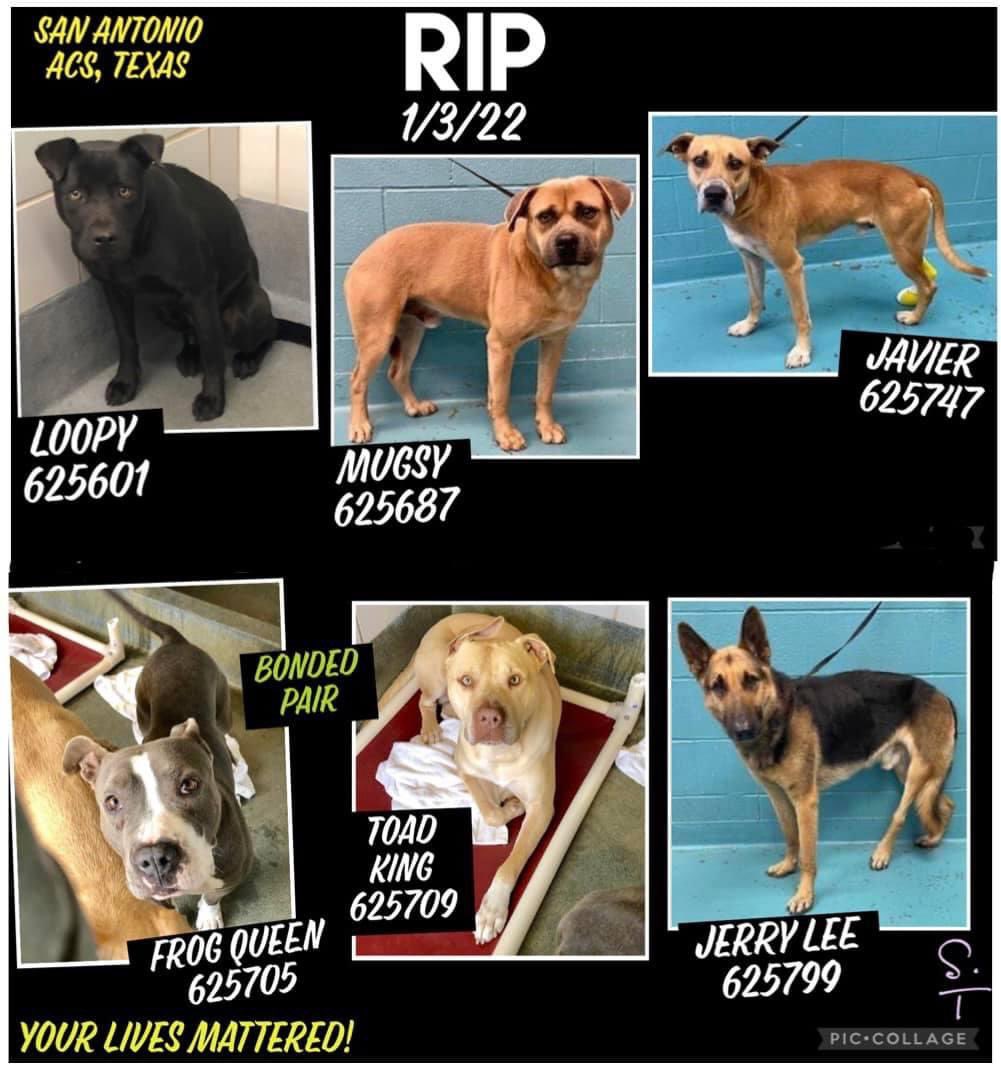 nasrene41's tweet photo. #SanAntonioACS #Texas #GregAbbottHatesDogs #BetoForGovernor
13 dogs released to euthanasia,some got time. @SANANTONIOACS killed 6:
#Loopy, #Mugsy, #Javier, #FrogQueen, #ToadKing & #JerryLee.Their lives mean nothing to @Ron_Nirenberg or @GregAbbott_TX !
https://t.co/rofFgc3FbQ https://t.co/IDGaDdebjz