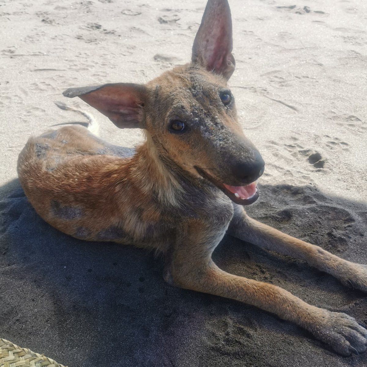 ColochaClinica's tweet photo. We gladly accept #BTC as donations and have a system in place that allows us to stack sats in order to make gains and build the animal clinic that is in much need!
#walletofsatoshi #bitcoinbeachwallet https://t.co/0XBo0OuIsW