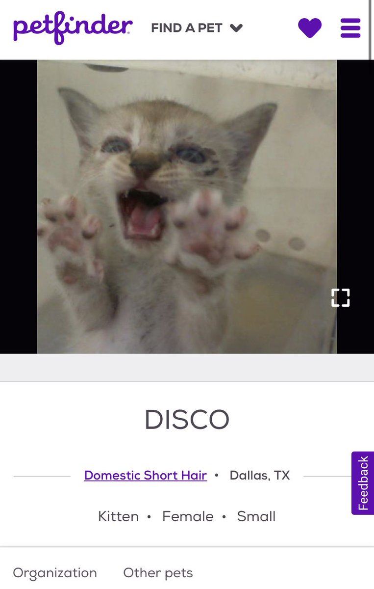 petfinder names tweet media